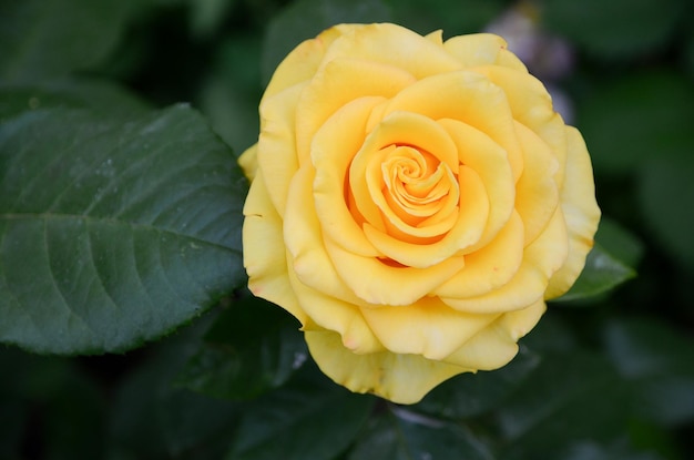 Żółta róża w ogrodzie