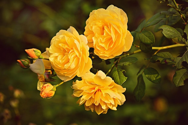 Żółta róża w ogrodzie