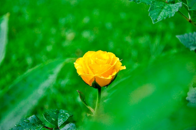 Żółta Róża Za Liśćmi