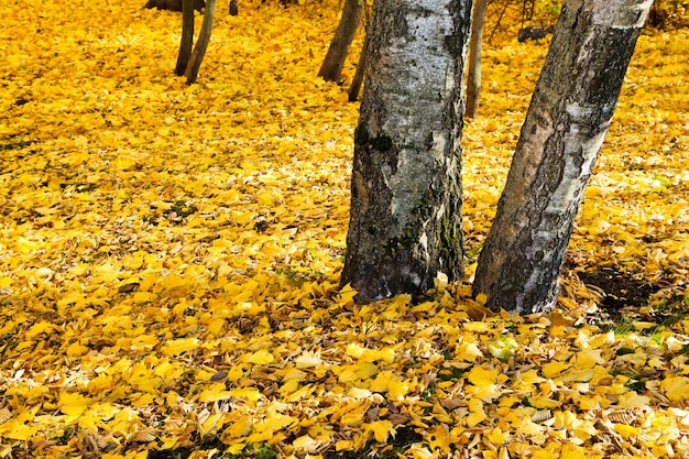 Żółta ściółka z liści pod brzozami