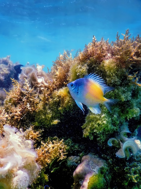 Żółta Strona Damselfish (amblyglyphidodon Flavilatus) Podwodne Tło, życie Morskie