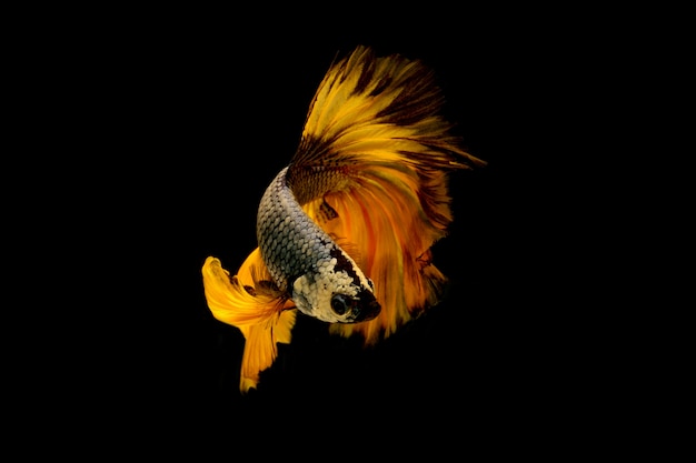 żółta walcząca ryba na czarnym tle