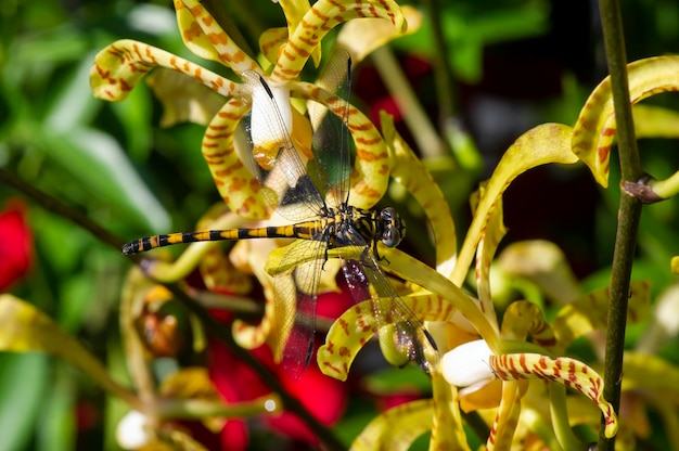 Żółta ważka okoń na żółtym kwiecie orchidei Zwierzęcy kamuflaż