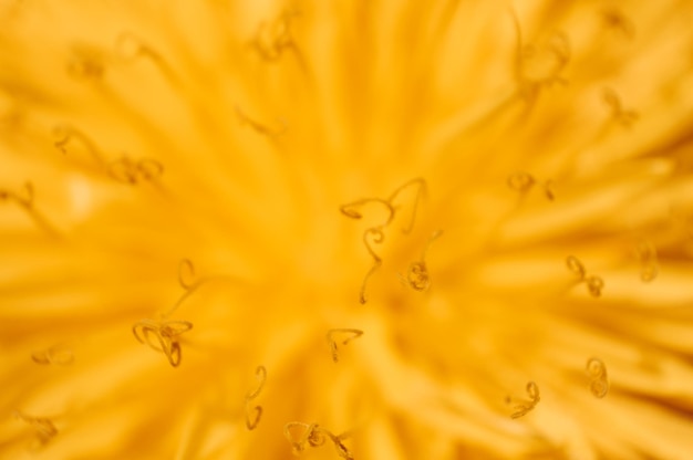 Żółte Abstrakcyjne Tło Mniszek Lekarski W Dzikim Polu Zbliżenie