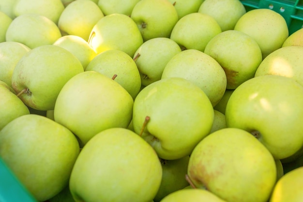 Żółte dojrzałe jabłka w plastikowych skrzyniach, sad, jabłka gotowe na rynek