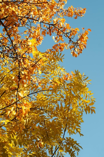 Żółte i czerwone jesienne liście na drzewach na tle błękitnego nieba