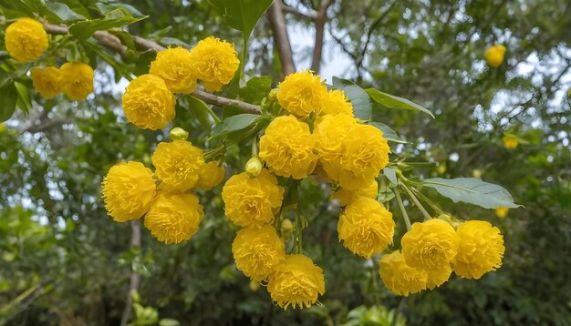 Żółte i jasne kwiaty Cochlospermum Regium lub Double Butter Cup przy drodze na drzewie