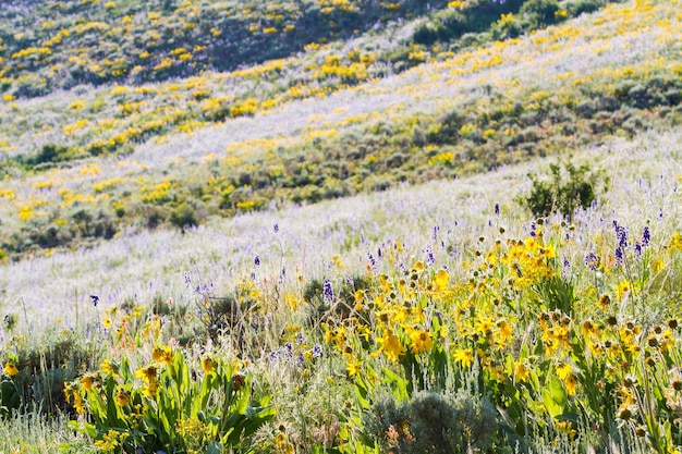 Żółte i niebieskie kwiaty w pełnym rozkwicie w górach.