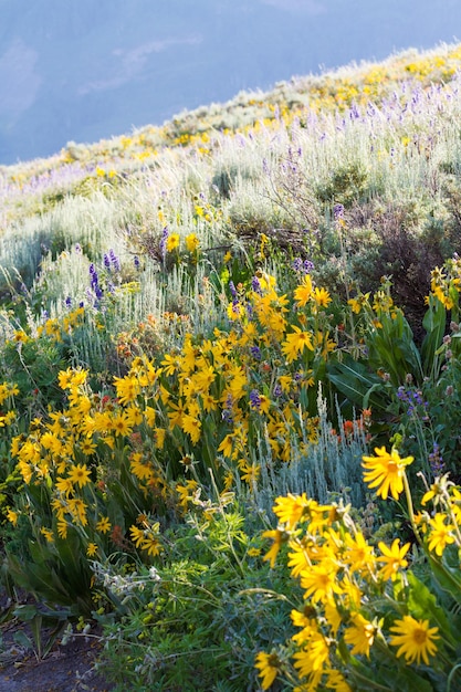 Żółte i niebieskie kwiaty w pełnym rozkwicie w górach.