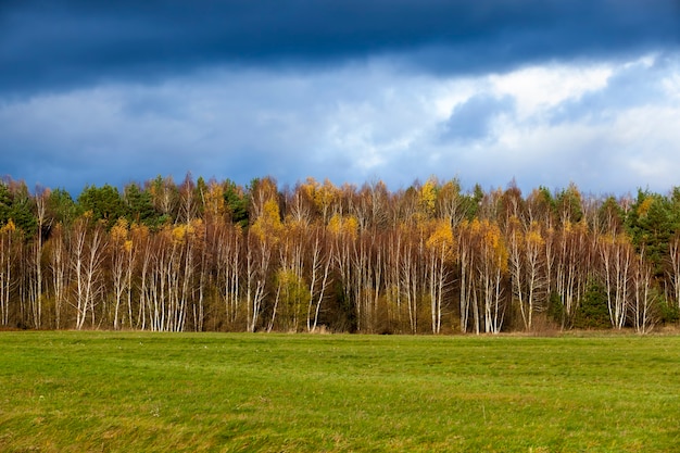 Żółte i pomarańczowe liście na brzozach