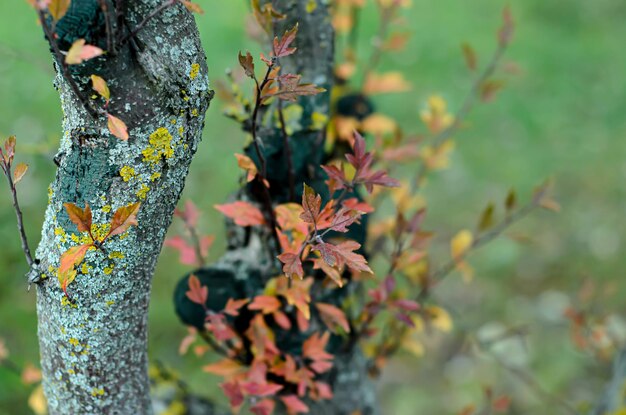 żółte i pomarańczowe liście na gałęzi