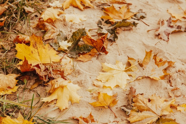 Żółte i pomarańczowe suche opadłe liście leżą na tle jesieni piasku.