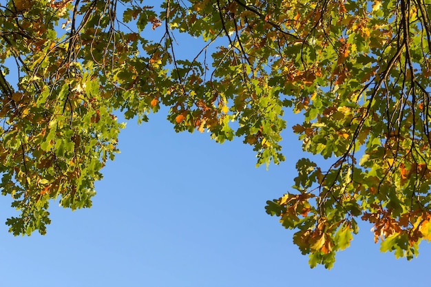 Żółte i zielone jesienne liście dębu na tle błękitnego nieba