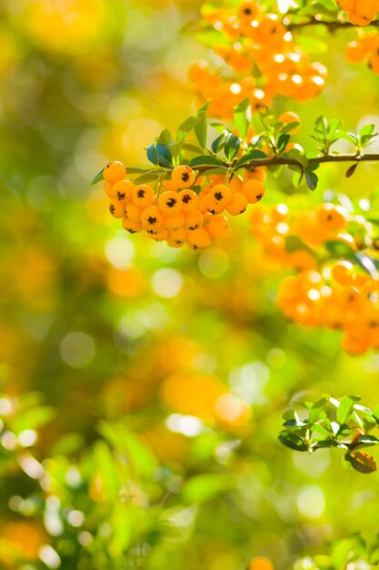 Żółte jagody Pyracantha na gałęziach Firethorn Pyracantha coccinea jagody na niewyraźnym tle