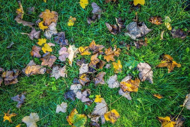 Żółte jesienne liście klonu na zielonej trawie. Kolorowe tło opadłych liści na zielonej trawie