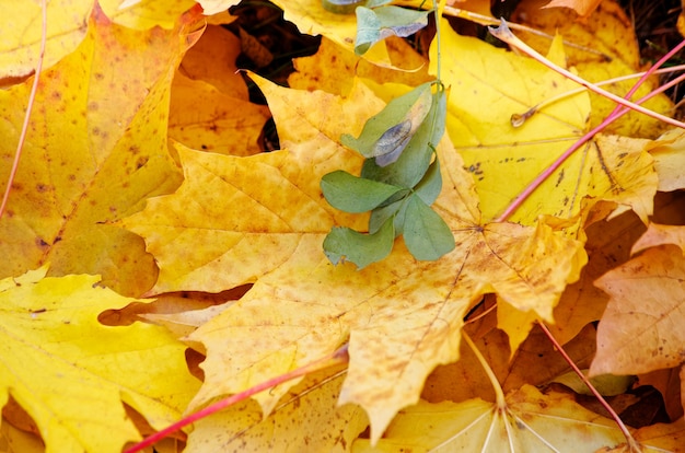 Żółte jesienne liście klonu na ziemi