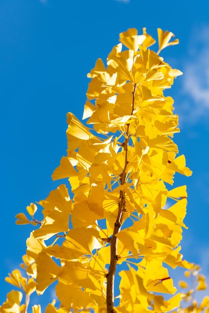Zdjęcie Żółte jesienne liście miłorzębu na gałęzi żółte jesienne liście sezon jesienny z żółtymi liśćmi
