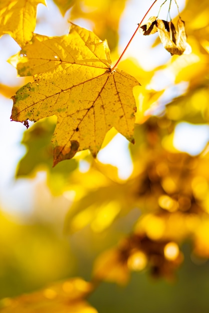 Żółte jesienne liście na drzewach. Jesień natura tło z bokeh. Liście klonu, jesienne tło