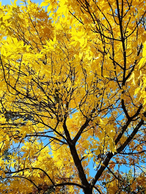 Żółte jesienne liście na gałęzi jesionu