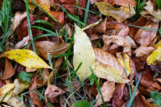 Żółte jesienne liście na zbliżenie zielonej trawy