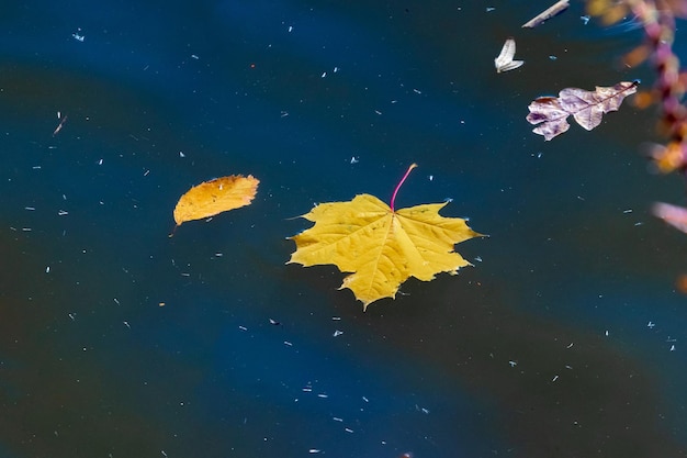 Żółte jesienne liście w rzece na ciemnoniebieskiej wodzie