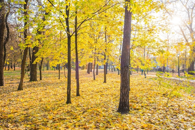 Żółte klony w parku miejskim z opadłymi liśćmi w jasny jesienny dzień
