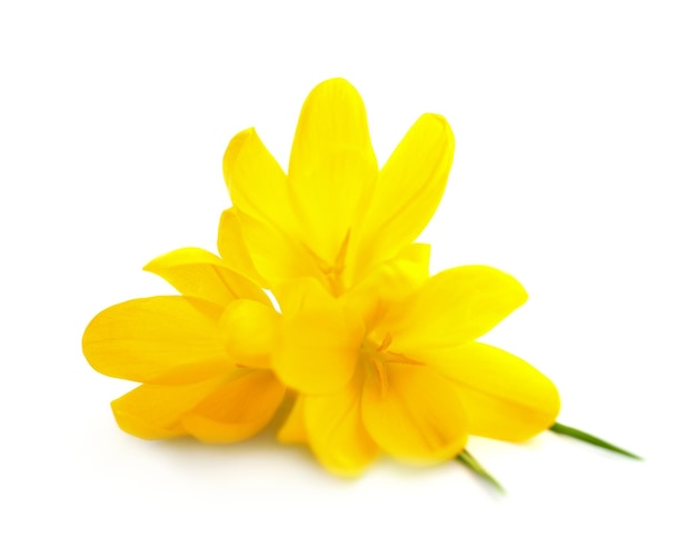 Żółte krokusy Wiosenne kwiaty na białym tle