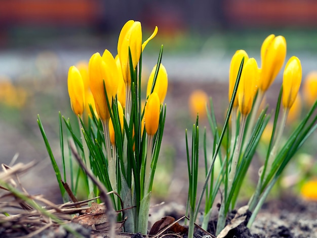 Żółte krokusy zbliżenie nieostre światło pora roku wiosenne kwiatyPierwsze kwiaty początek wiosny