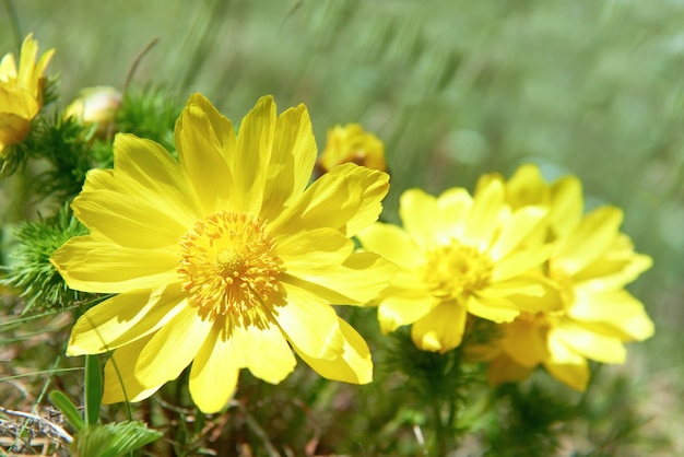 Żółte kwiaty (Adonis vernalis) na zielonym polu
