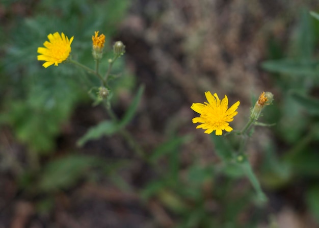 Żółte kwiaty Altervista Jacobaea erucifolia subsp 2