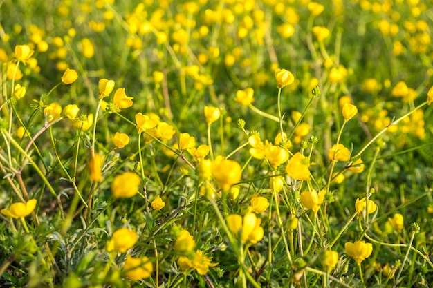 Żółte kwiaty Buttercup w polu. Ranunculus repens.