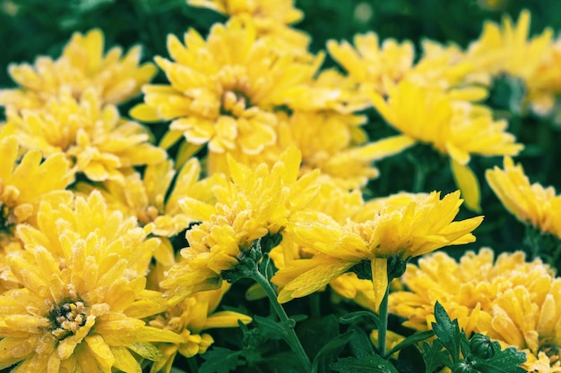Żółte kwiaty chryzantemów są pokryte w zimie kwiatowym tłem
