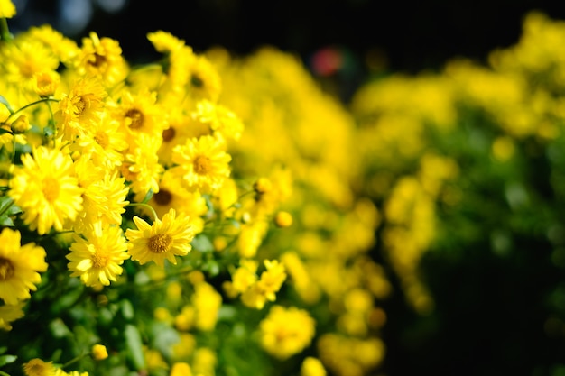 Żółte kwiaty chryzantemy kwitną na działce