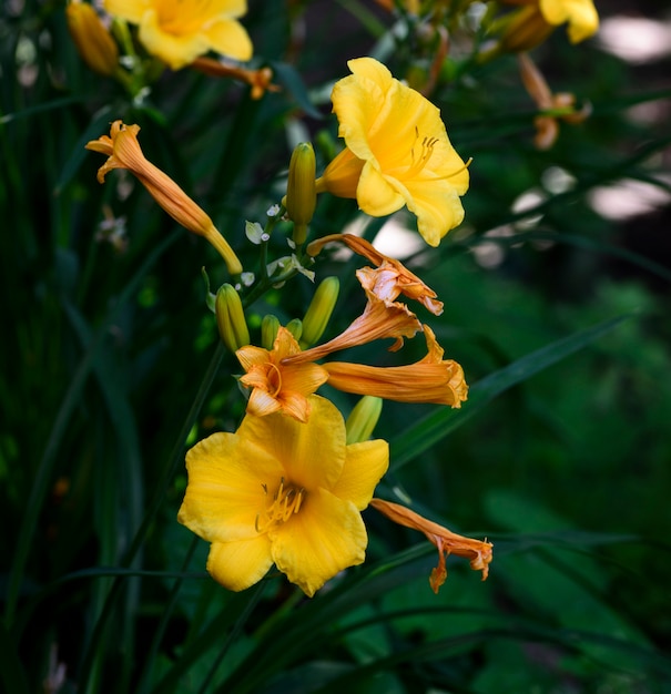 Żółte kwiaty Daylily żółte latem