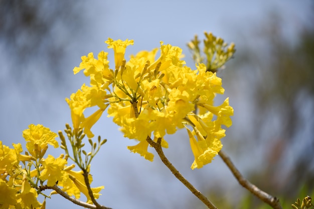 Żółte Kwiaty Drzewo Tabebuia Spectabilis