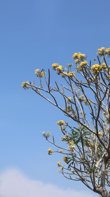 Żółte kwiaty frangipani kwitnące na jasnym niebieskim niebie Żółty biały kwiat plumerii