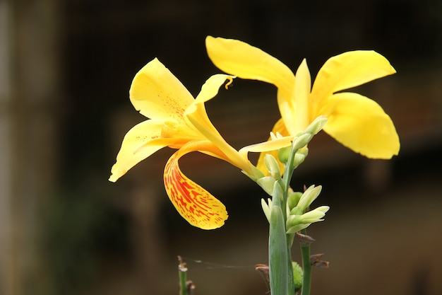 żółte kwiaty frangipani