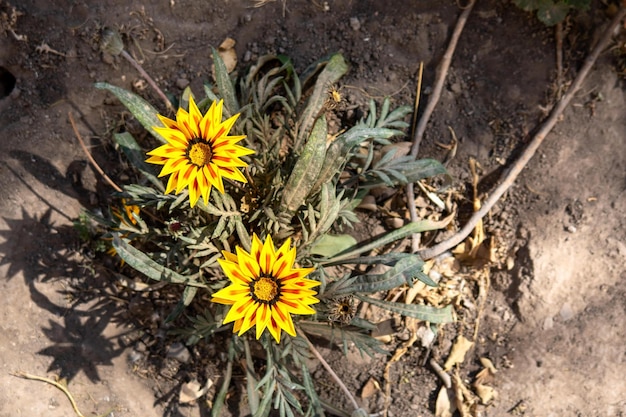 Żółte kwiaty Gazania rigens Gazania rigens