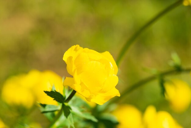 Żółte kwiaty kostiumu kąpielowego lub trolliusa w ogrodzie