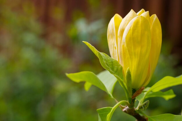 Żółte kwiaty magnolii w wiosennym ogrodzie naturalne sezonowe tło kwiatowe z copyspace
