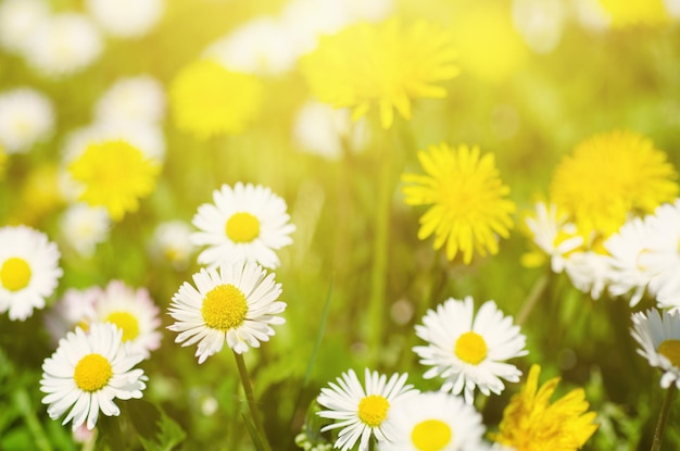 Żółte kwiaty mniszka lekarskiego i stokrotka rosnąca na łące wiosną na zielonej trawie z promieniami słońca
