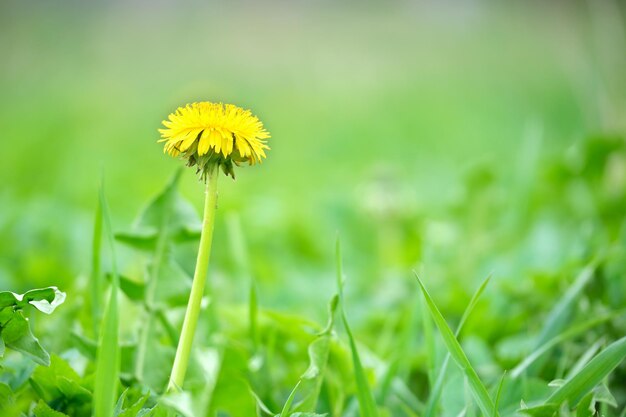 Żółte kwiaty mniszka lekarskiego kwitnące na letniej łące w zielonym, słonecznym ogrodzie.