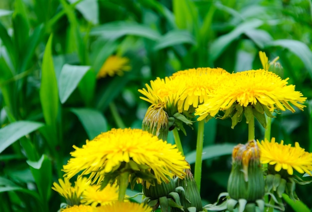 Zdjęcie Żółte kwiaty mniszka lekarskiego taraxacum officinale mniszek lekarski tło pola w słoneczny wiosenny dzień kwitnący mniszek lekarski