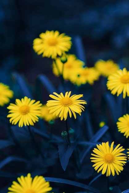 Żółte kwiaty na niebieskim tle Niebieskie i żółte kwiaty