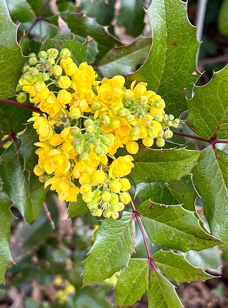 żółte kwiaty na tle zielonych liści
