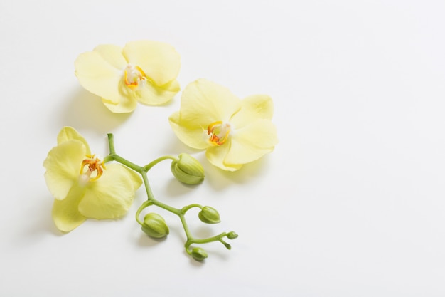 Żółte kwiaty orchidei