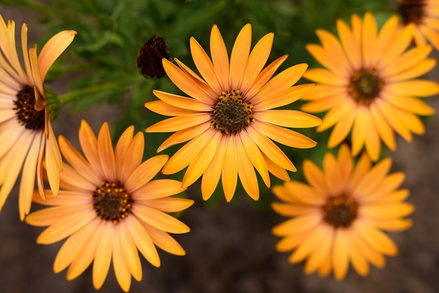 Żółte kwiaty osteospermum w letnim ogrodzie