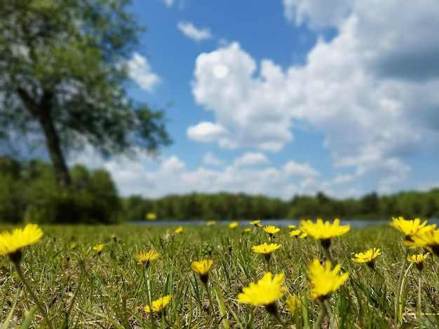 Zdjęcie Żółte kwiaty rosnące na polu