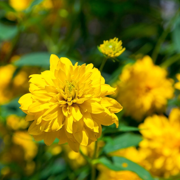 Żółte kwiaty Rudbekii
