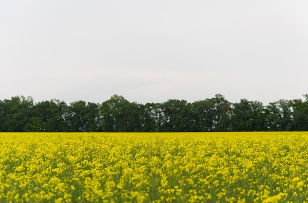 Żółte Kwiaty Rzepaku (łac. Brassica Upijają Się) Na Tle Błękitnego Nieba